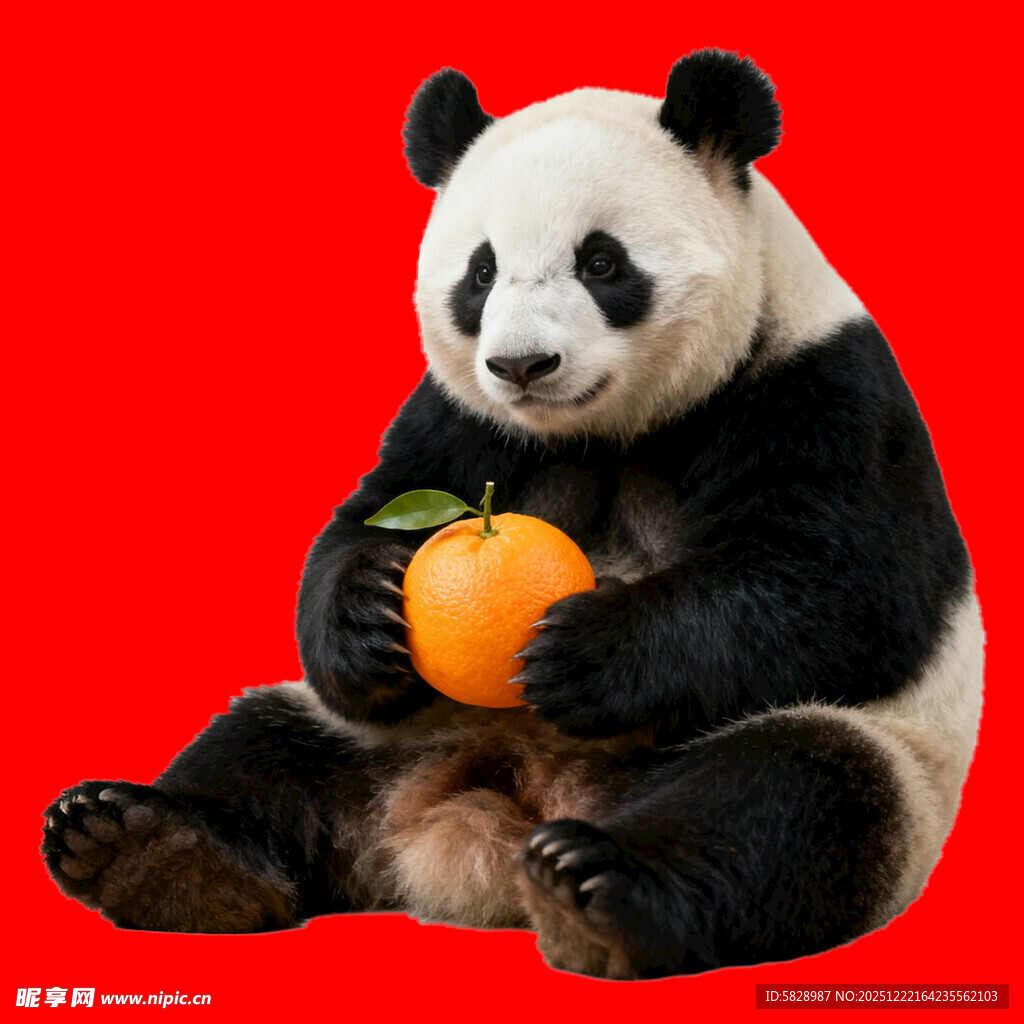 熊猫抱橘