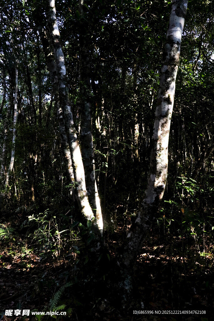 阳光洒落的白桦林美景