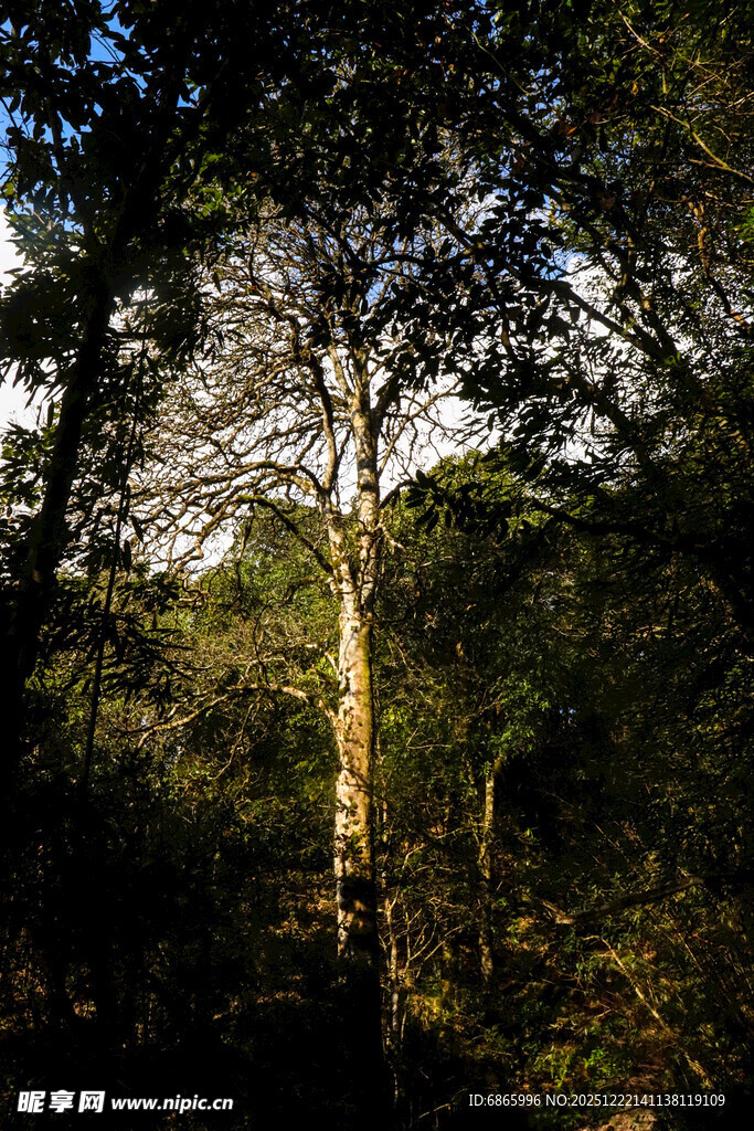 阳光洒落的茂密森林景象