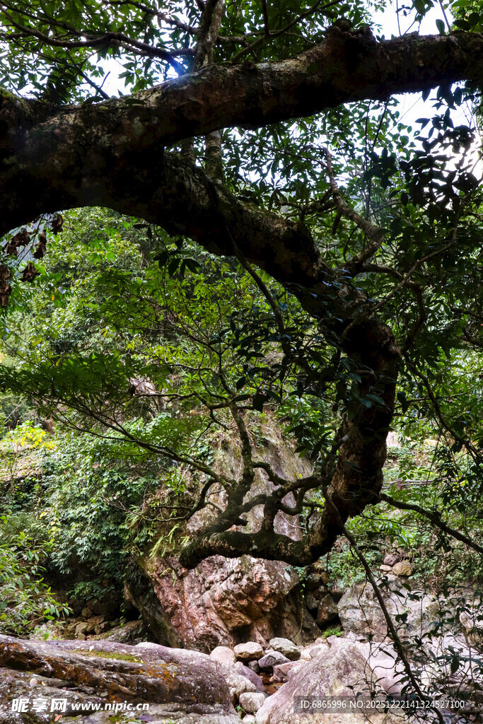 弯曲古树枝繁叶茂之景