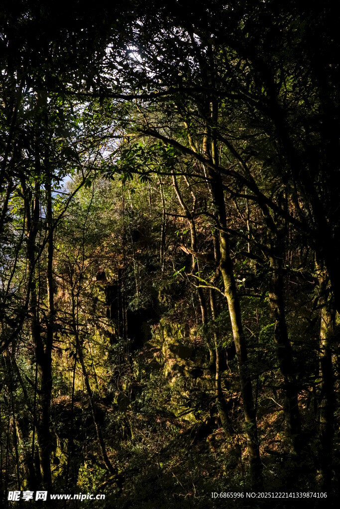 阳光洒落的静谧森林