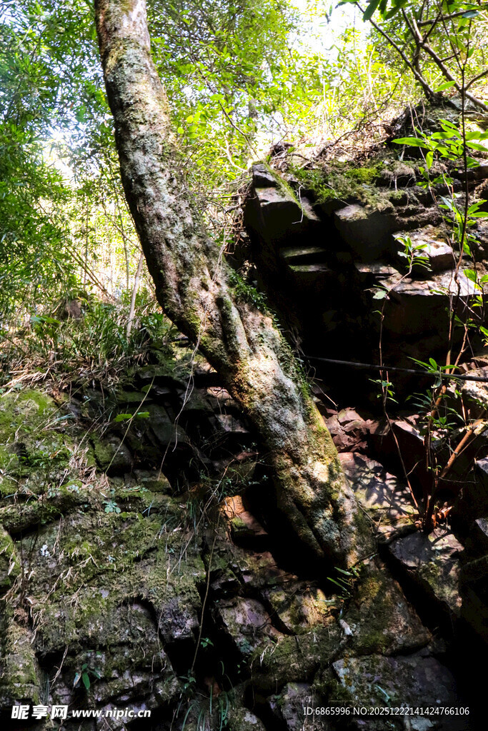 山林中倾斜生长的树干