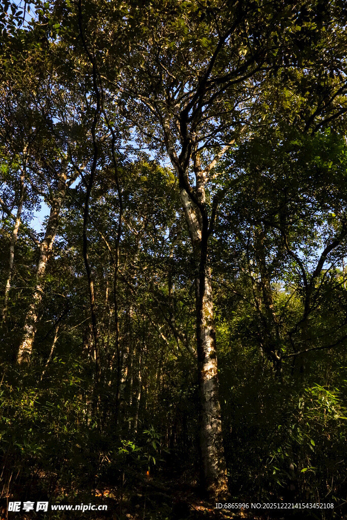 阳光洒落的静谧森林