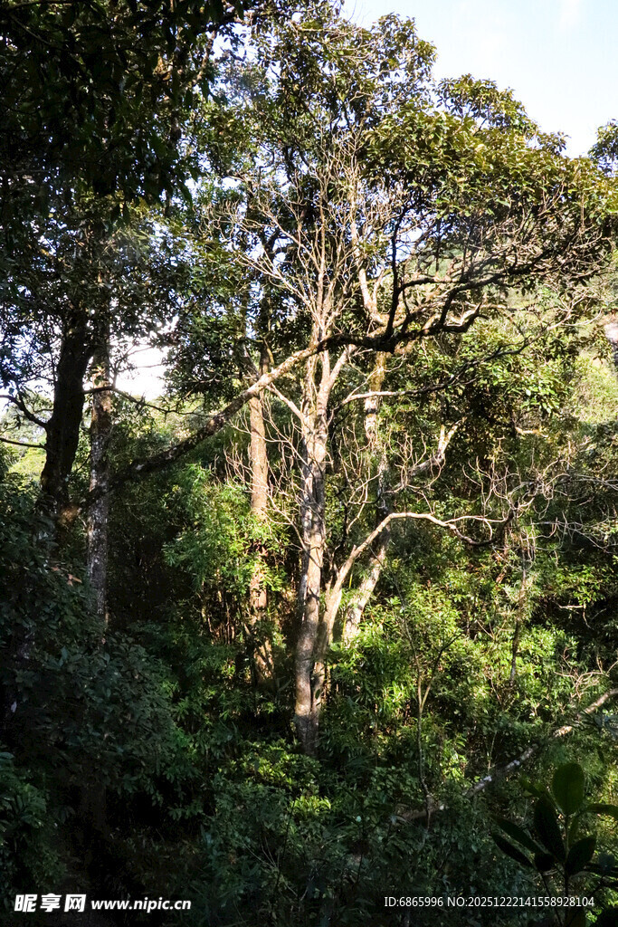 茂密森林中的繁茂树木