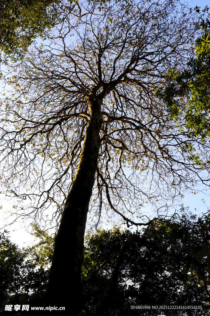 仰视光秃大树与周边枝叶