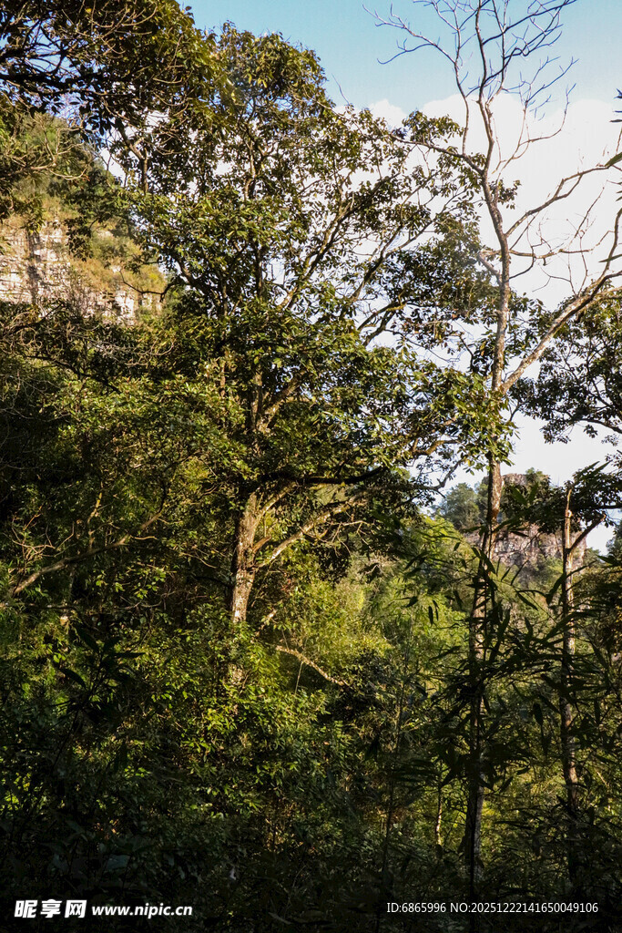 茂密森林绿意盎然