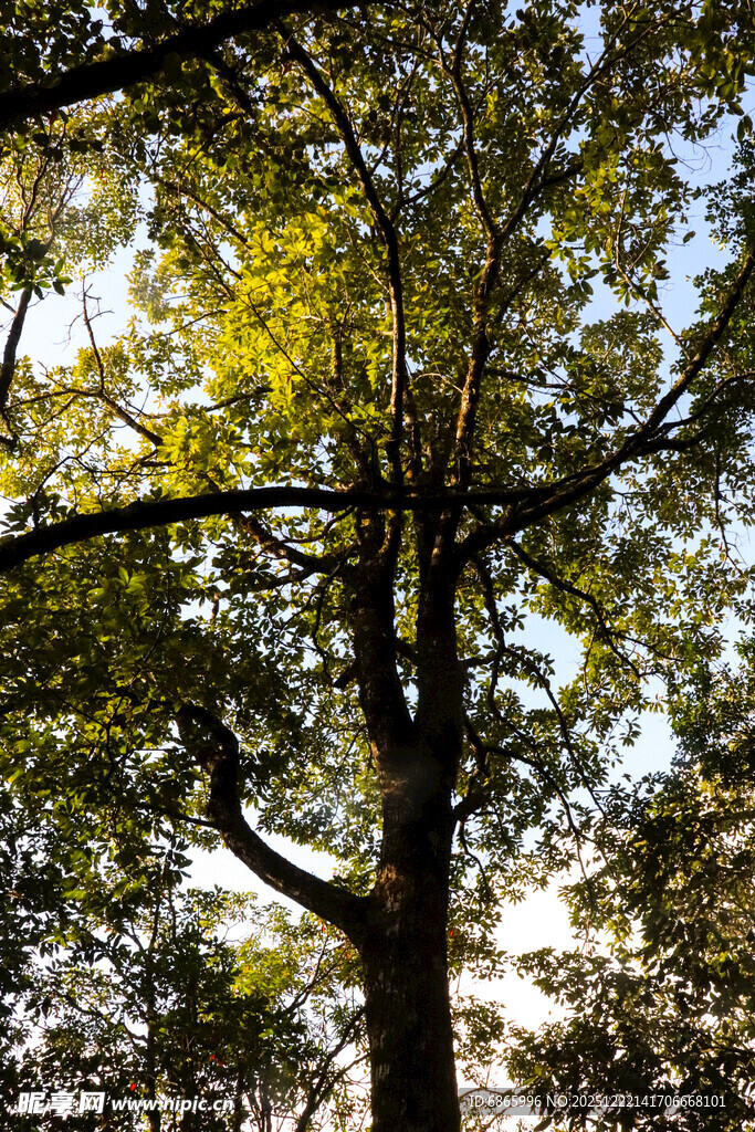 秋日林间繁茂树木景象