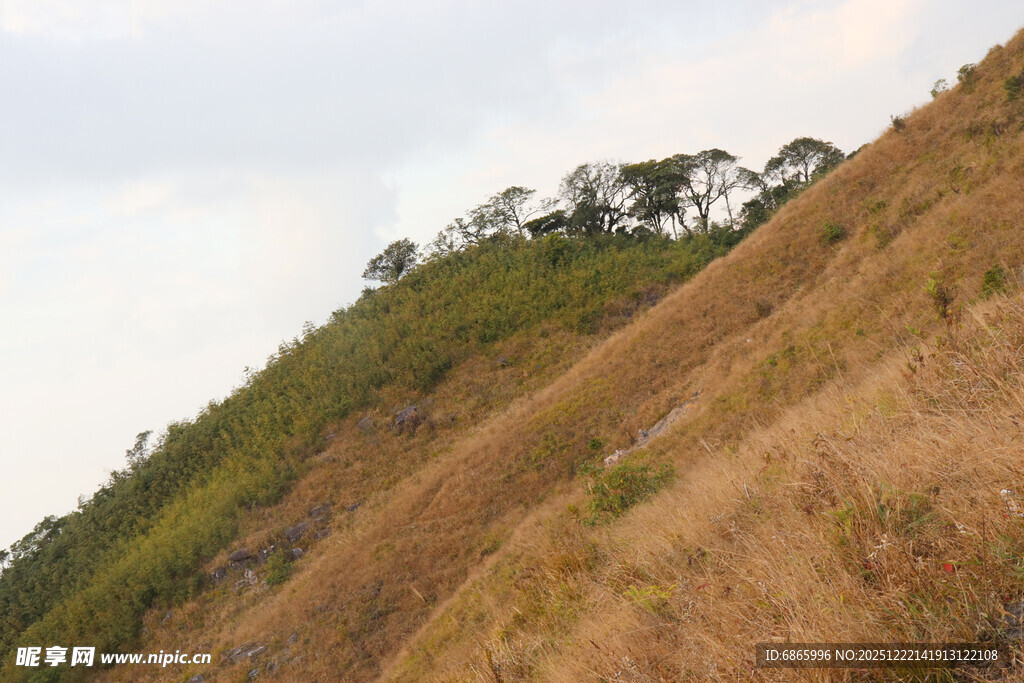 山坡上的草木景观