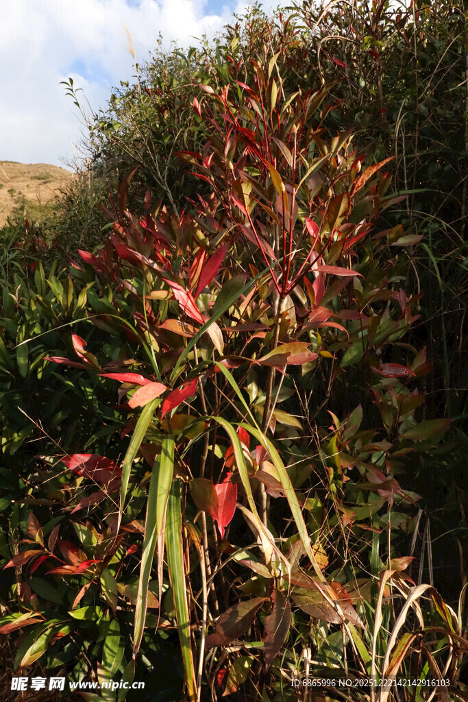 红叶植物特写