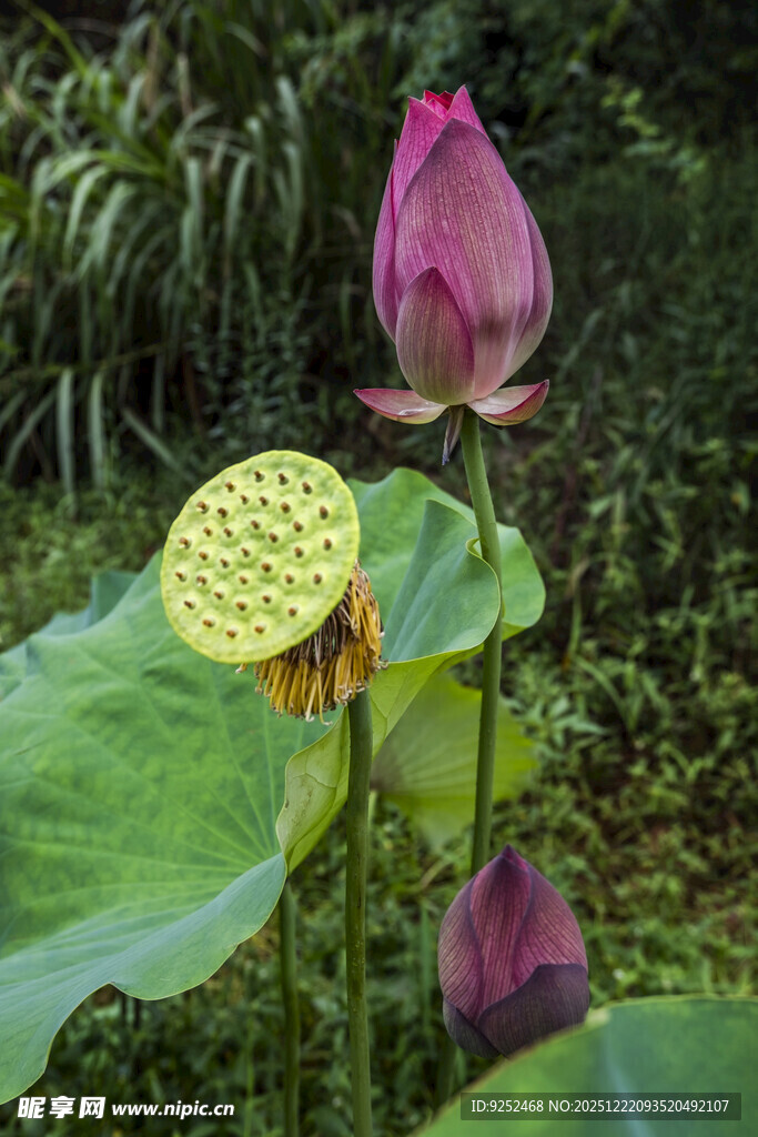荷花 莲蓬 荷叶