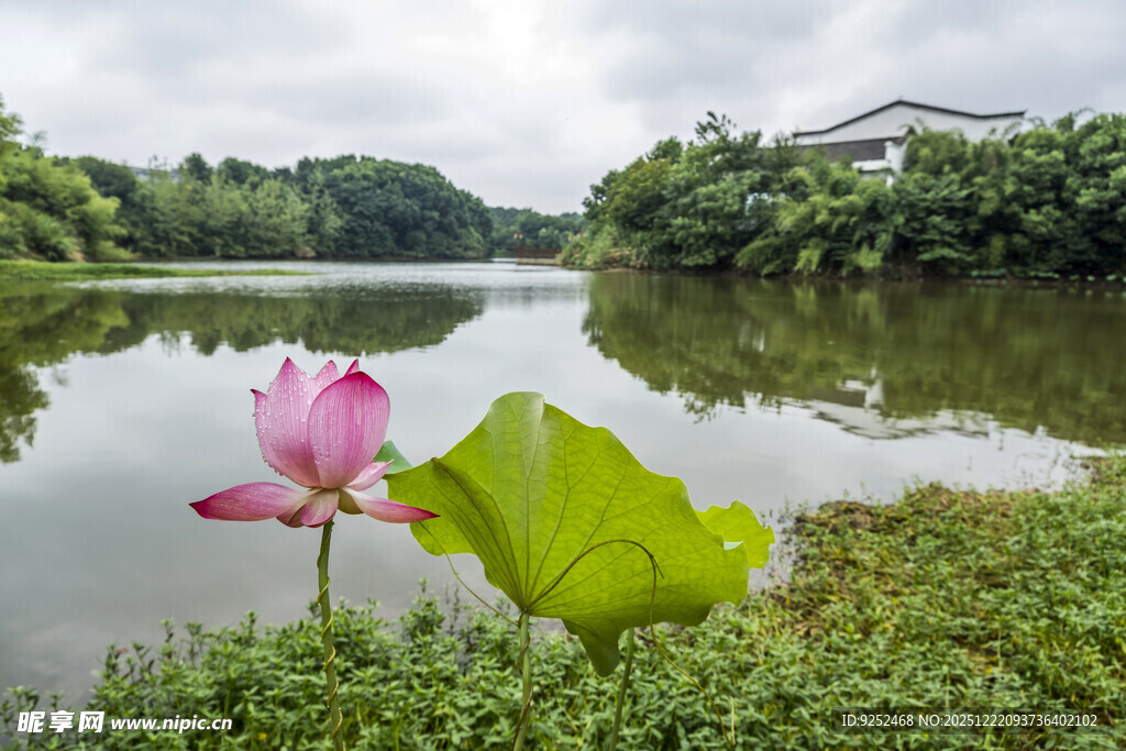 湖水 荷花 荷叶