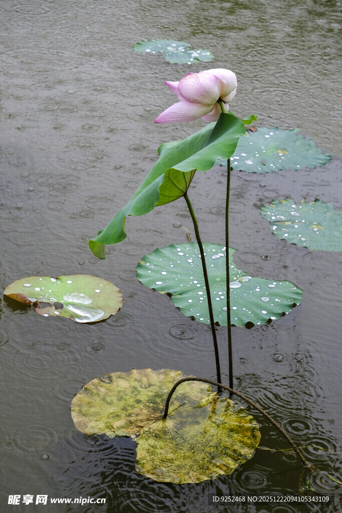 雨荷 水面