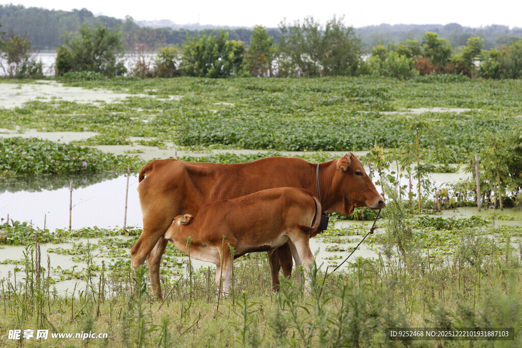 母牛 牛犊