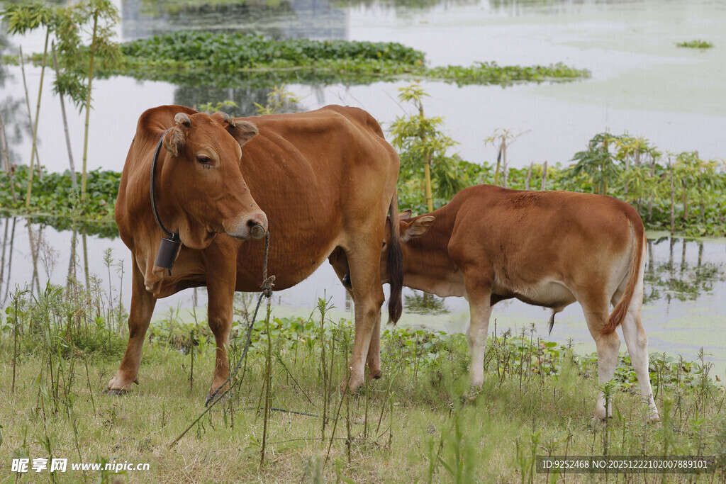 母牛 小牛