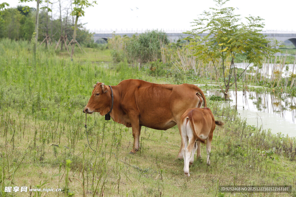 小牛 黄牛
