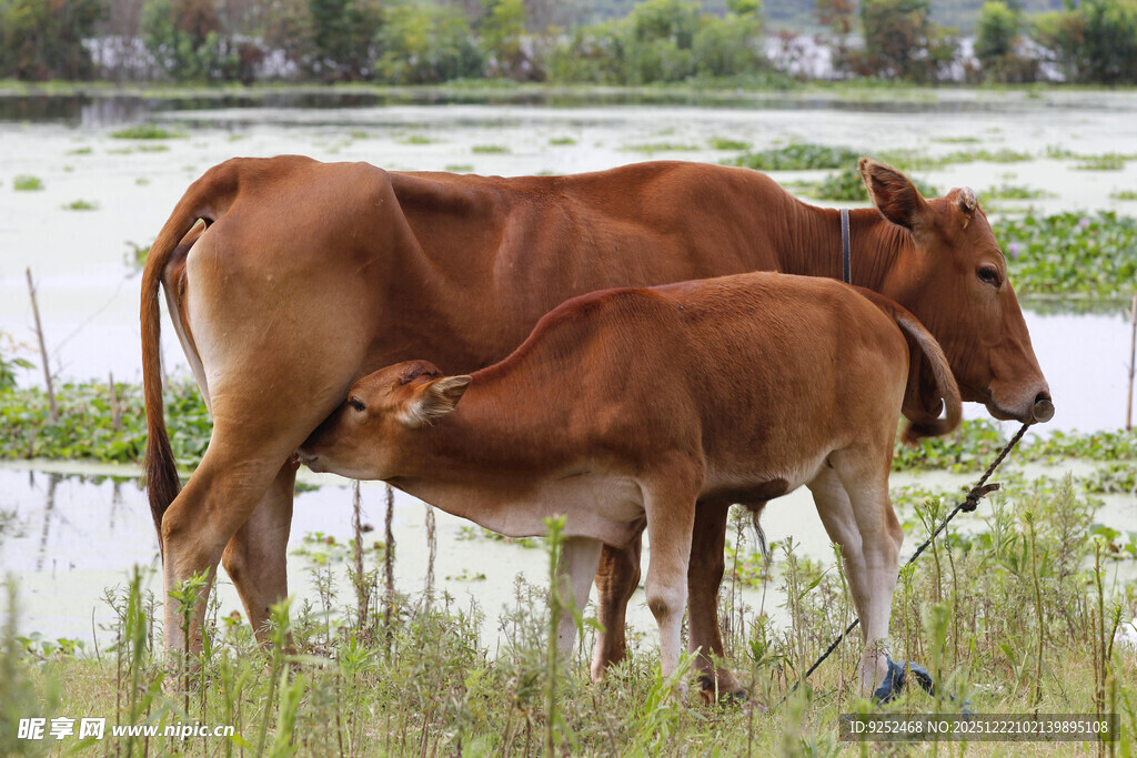 母牛 小牛