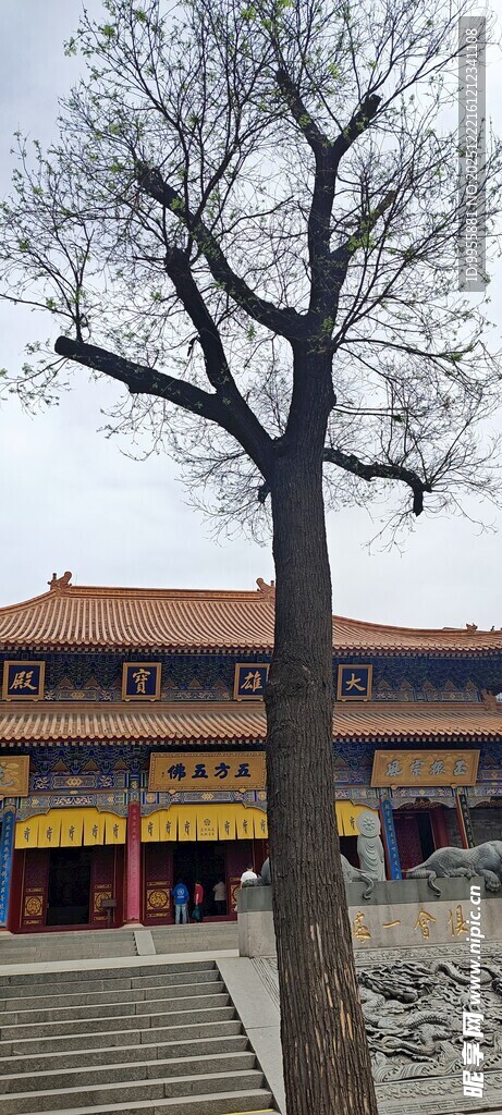 陕西西安故宫前的光秃树木