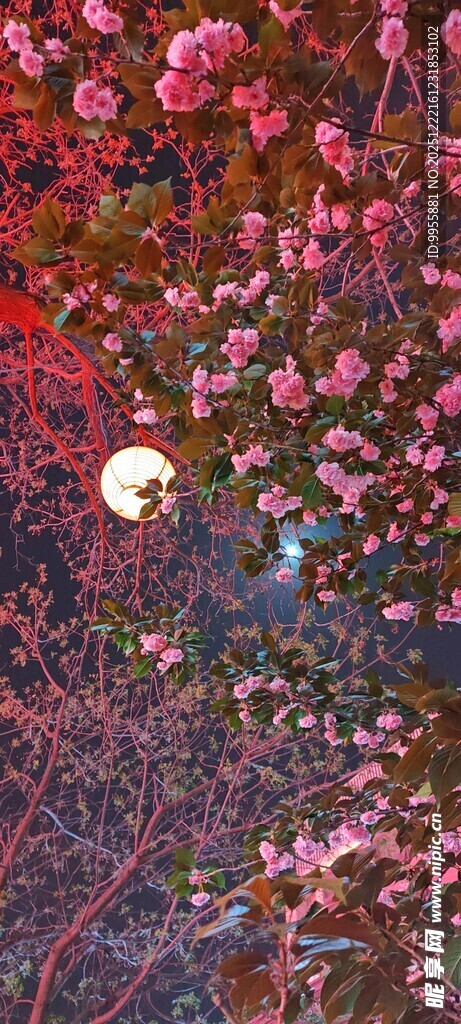 陕西西安月夜繁花景