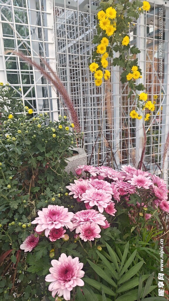 广东中山小花园中的多彩花卉绽放