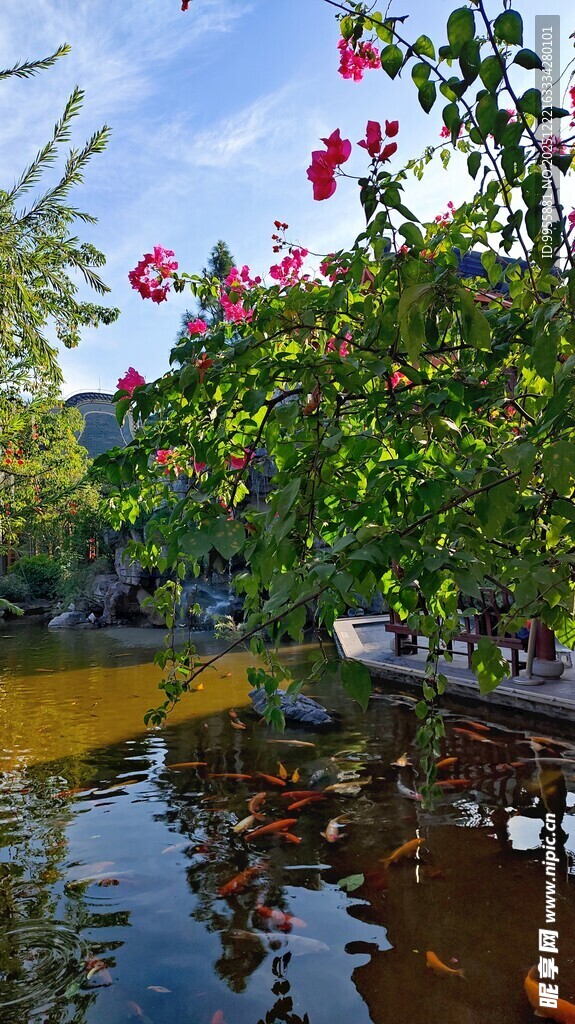 广东中山小榄河畔繁花映碧水美景