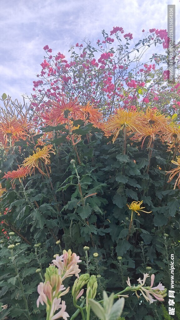 广东中山小多彩花卉绽放于绿叶间