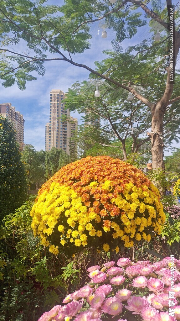 广东中山小榄秋日绚烂花卉景观