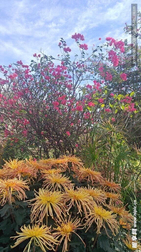 广东中山小榄多彩花卉绿植景观