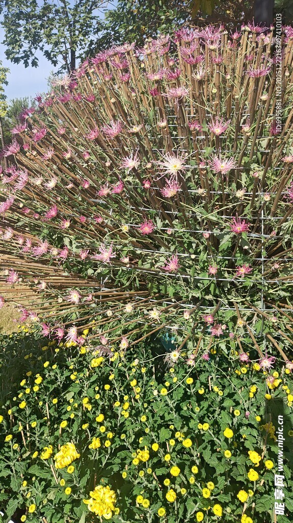 广东中山小多彩花卉绽放美丽景致