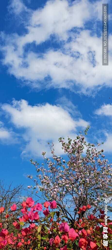 广东珠海中山蓝天繁花景