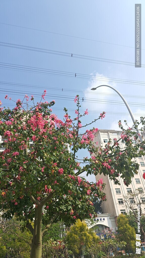 广东珠海中繁花绿树映衬蓝天美景