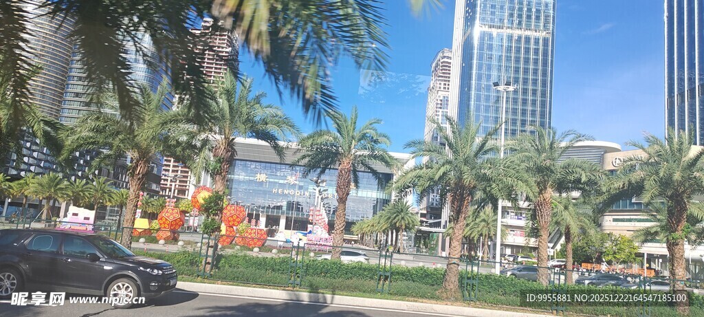 广东珠海中城市街边的棕榈树景观