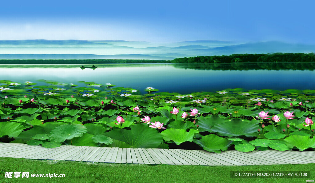 夏日荷塘美景如画