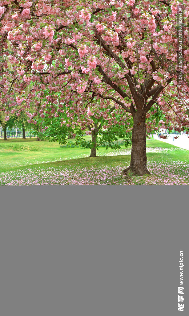 春日盛开的繁花树木