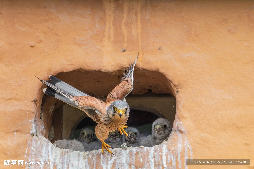 鹰在巢中育雏