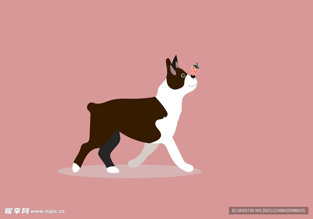 行走的波士顿梗犬