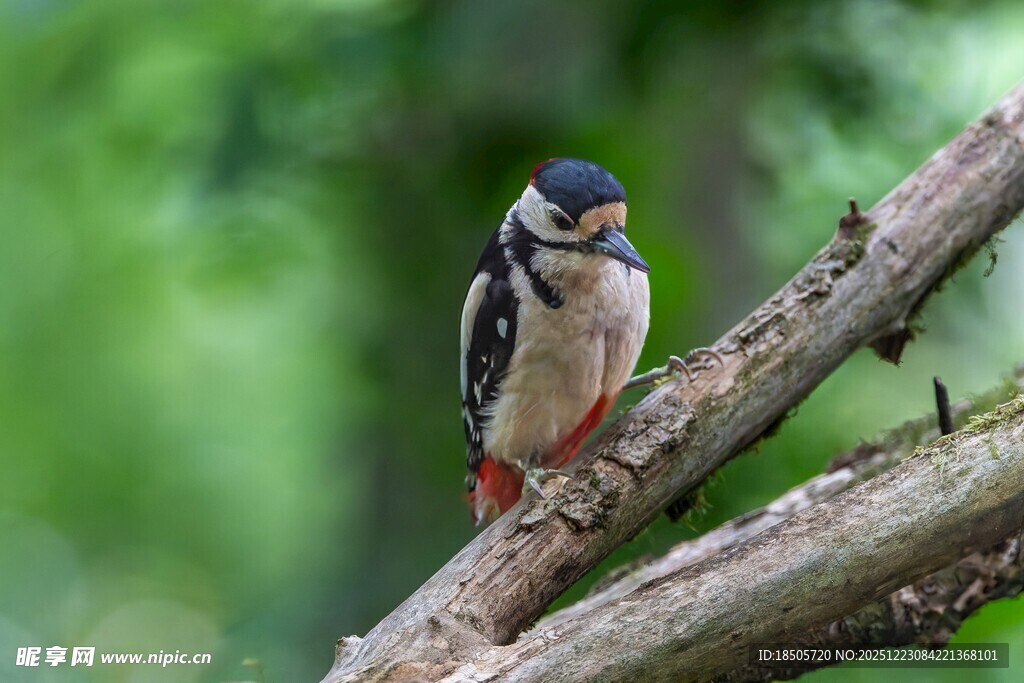 树枝上的啄木鸟