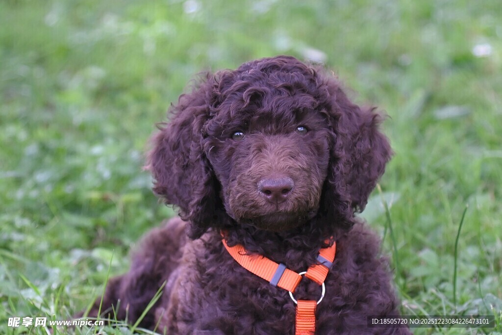 草地上的可爱棕色小狗