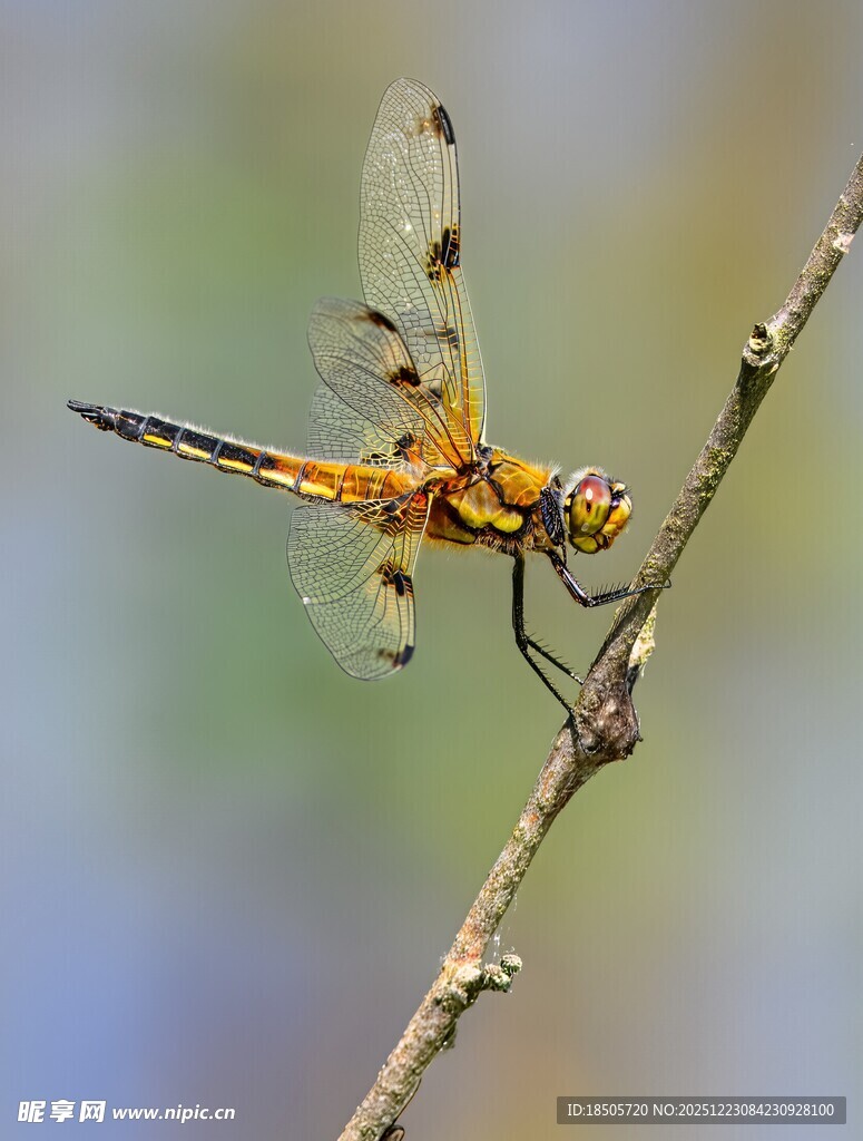 栖息枝头的斑斓蜻蜓