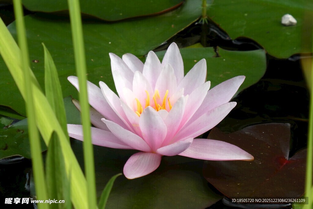 粉色睡莲绽放于绿叶间