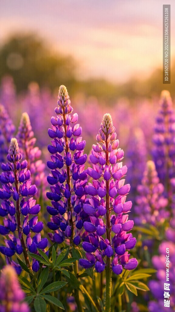 紫色羽扇豆花田美景