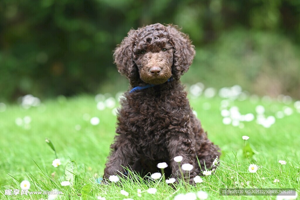 草地上的棕色贵宾犬