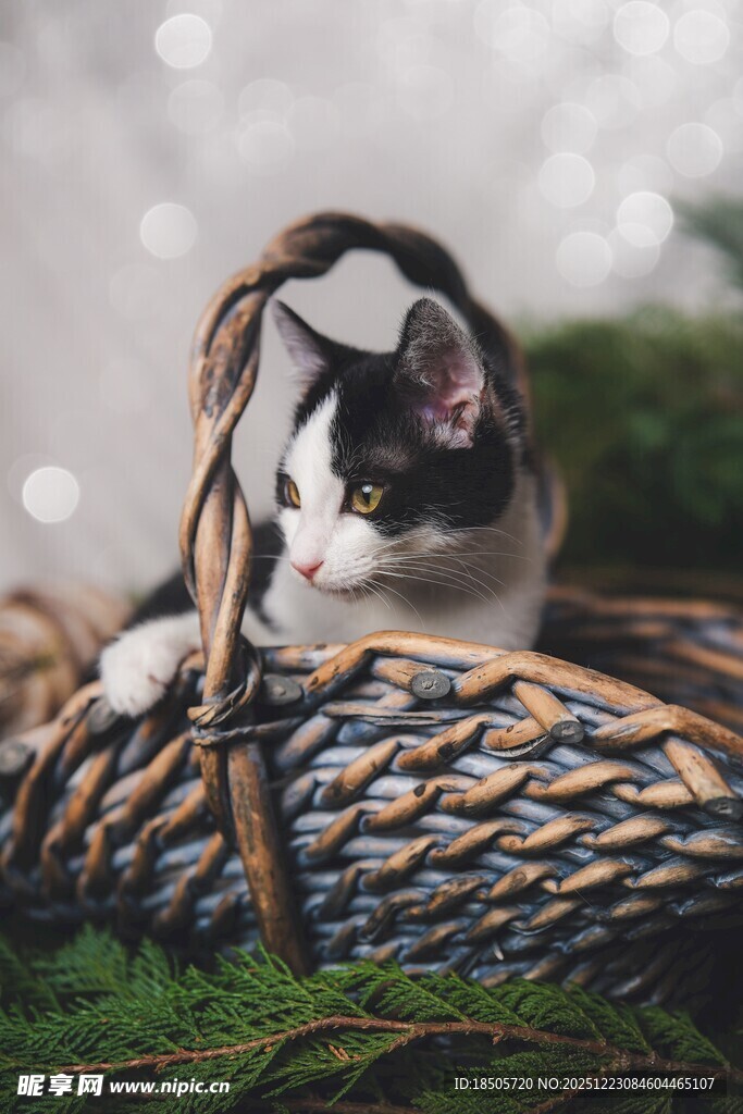 黑白猫咪蜷卧在编织篮中