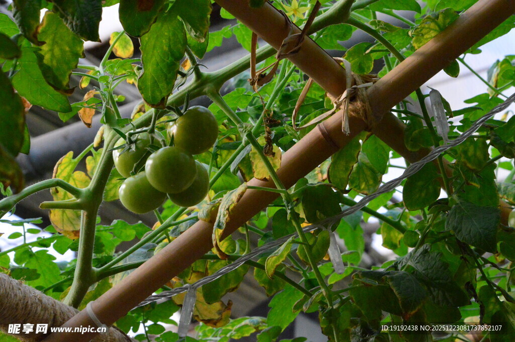 树番茄  