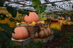 观赏南瓜  