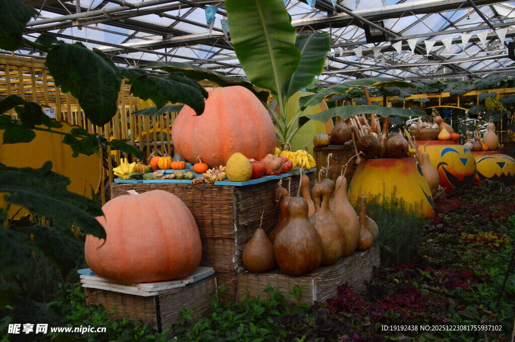 观赏南瓜  