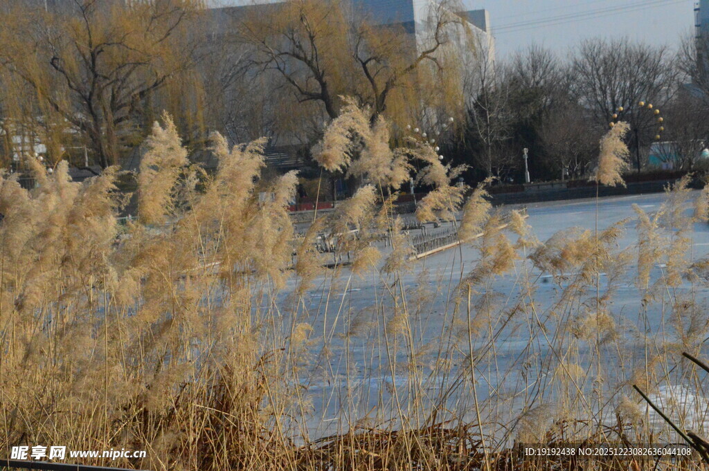芦苇芦花  