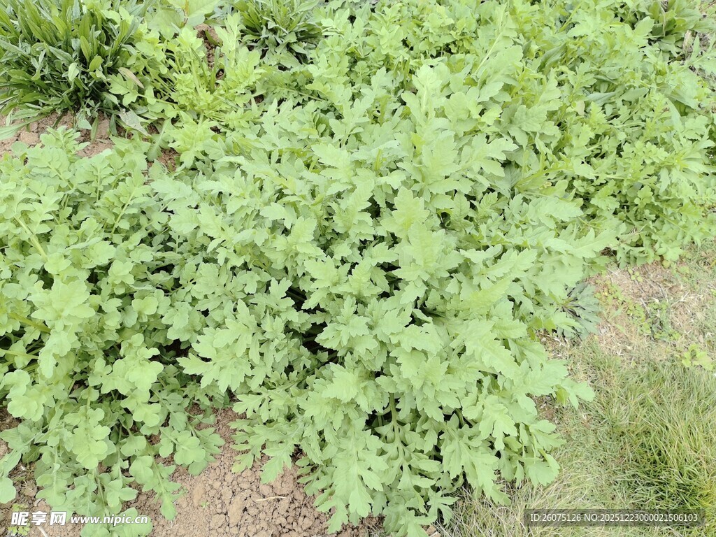 茂盛的绿色植物群落