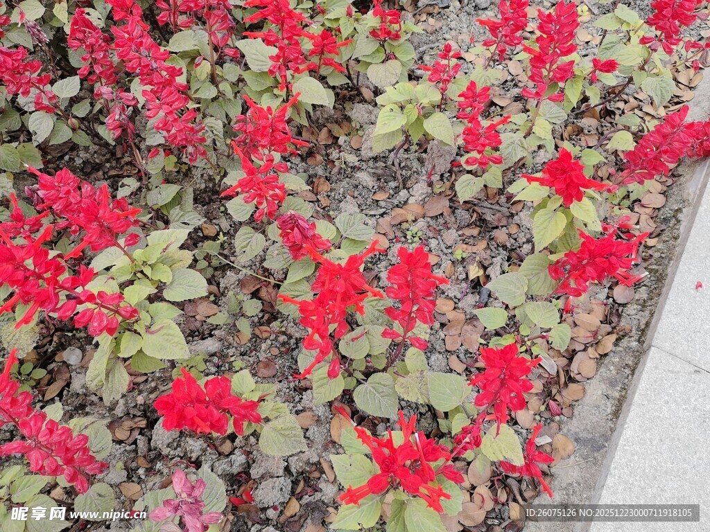 鲜艳红色花卉绽放