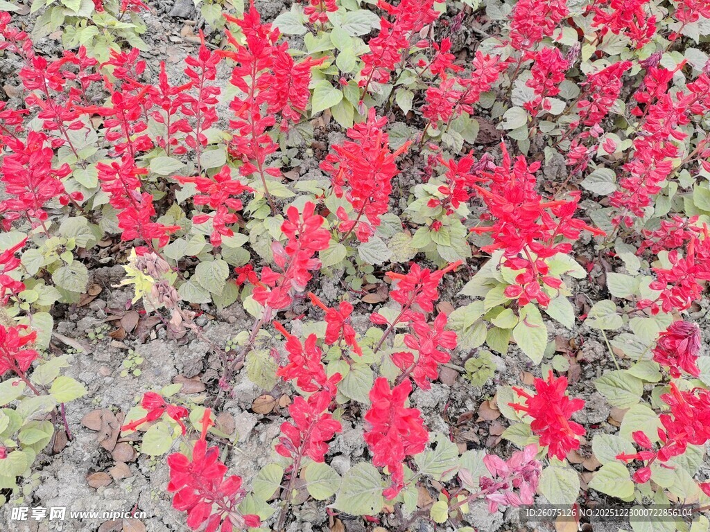 鲜艳红色花卉植物景观