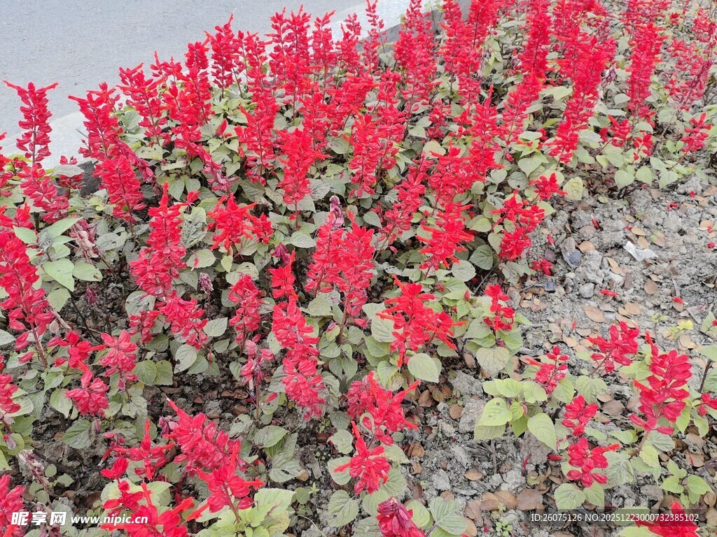 鲜艳红色花卉绽放